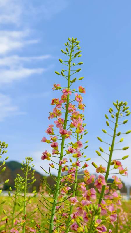 粉色花海蓝天图片
