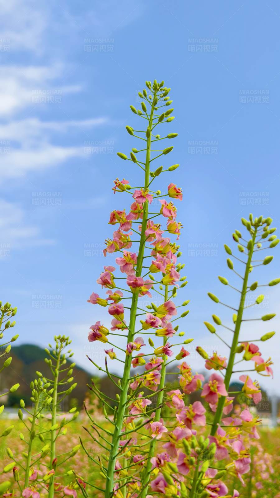 粉色花海蓝天图片