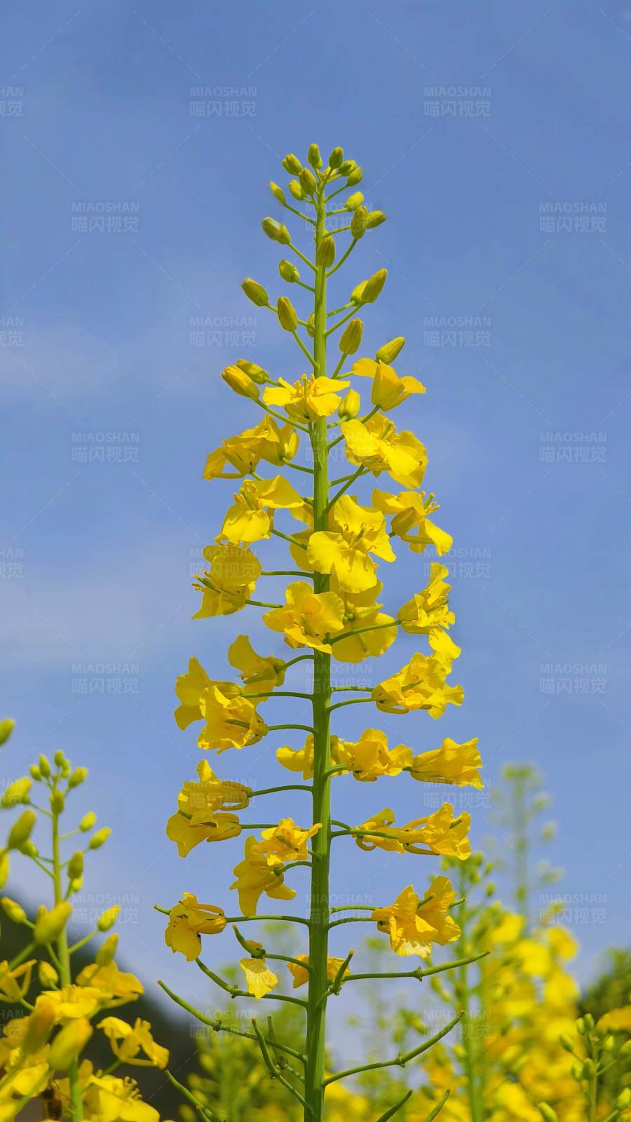 黄花高耸 蓝天映衬图片