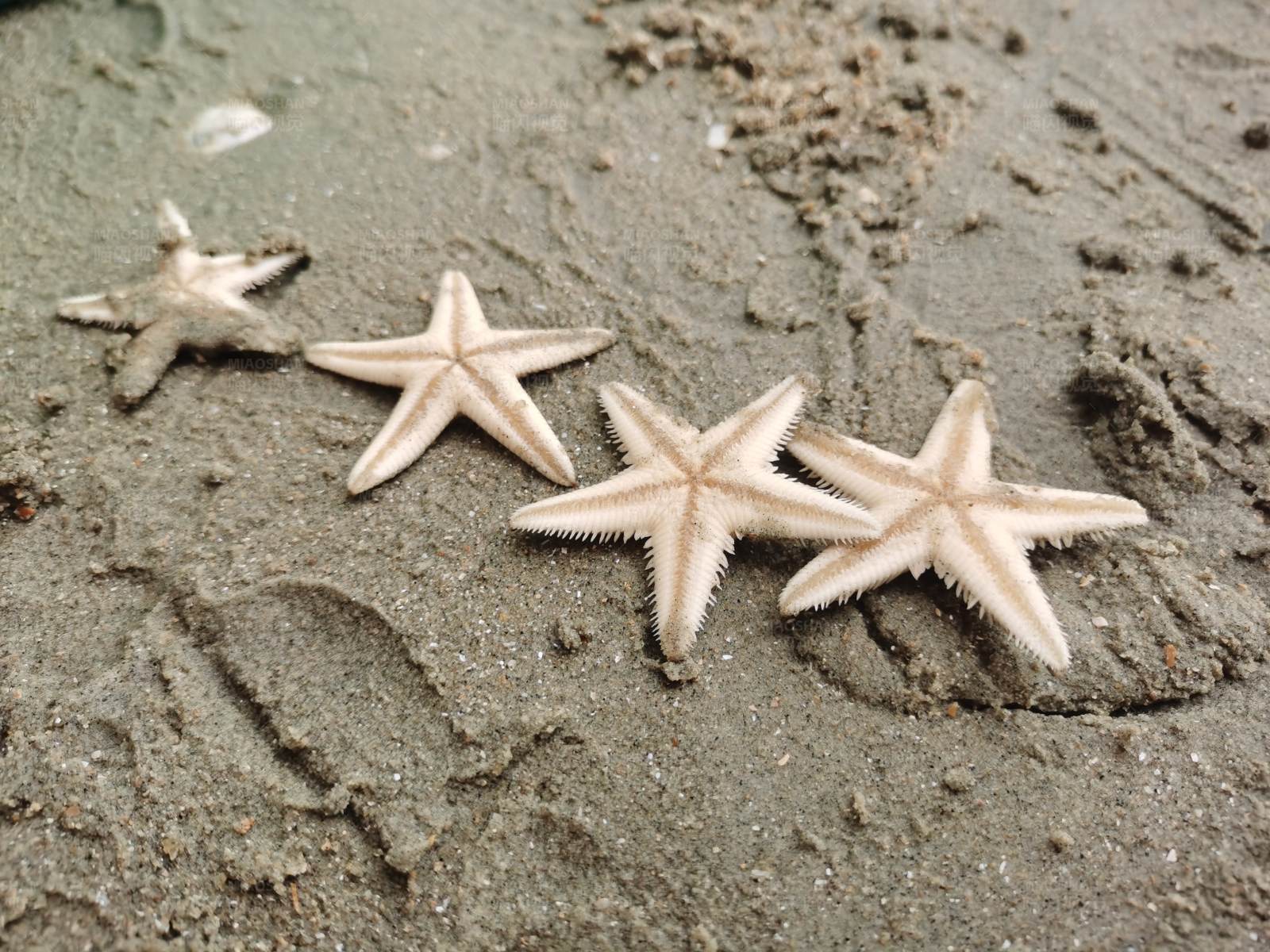 沙滩上的四只海星图片