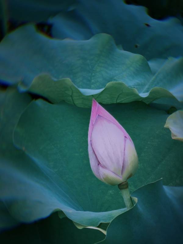 莲叶间的花蕾图片