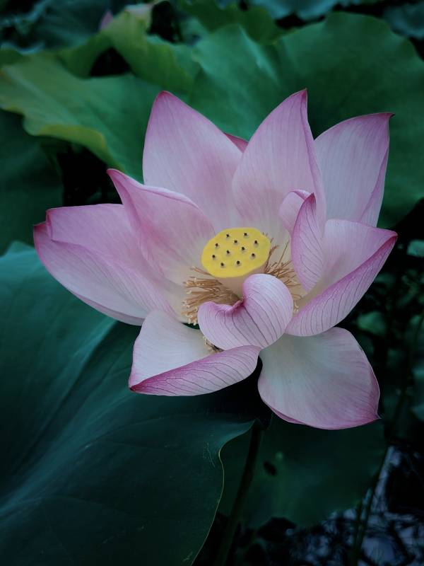 粉色莲花绽放图片