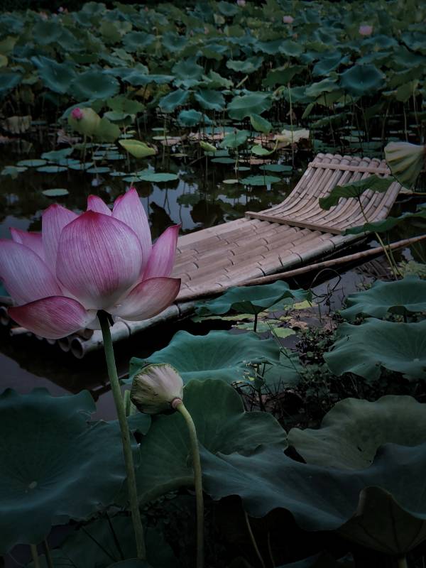 莲池竹筏图片
