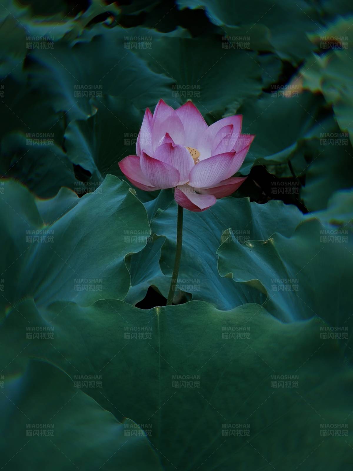 出淤泥而不染的莲花图片