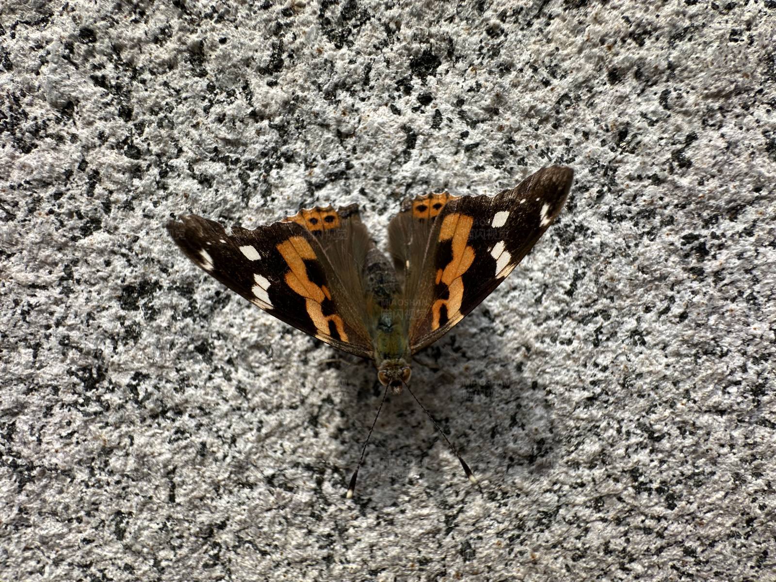 蝴蝶栖息于石墙之上图片