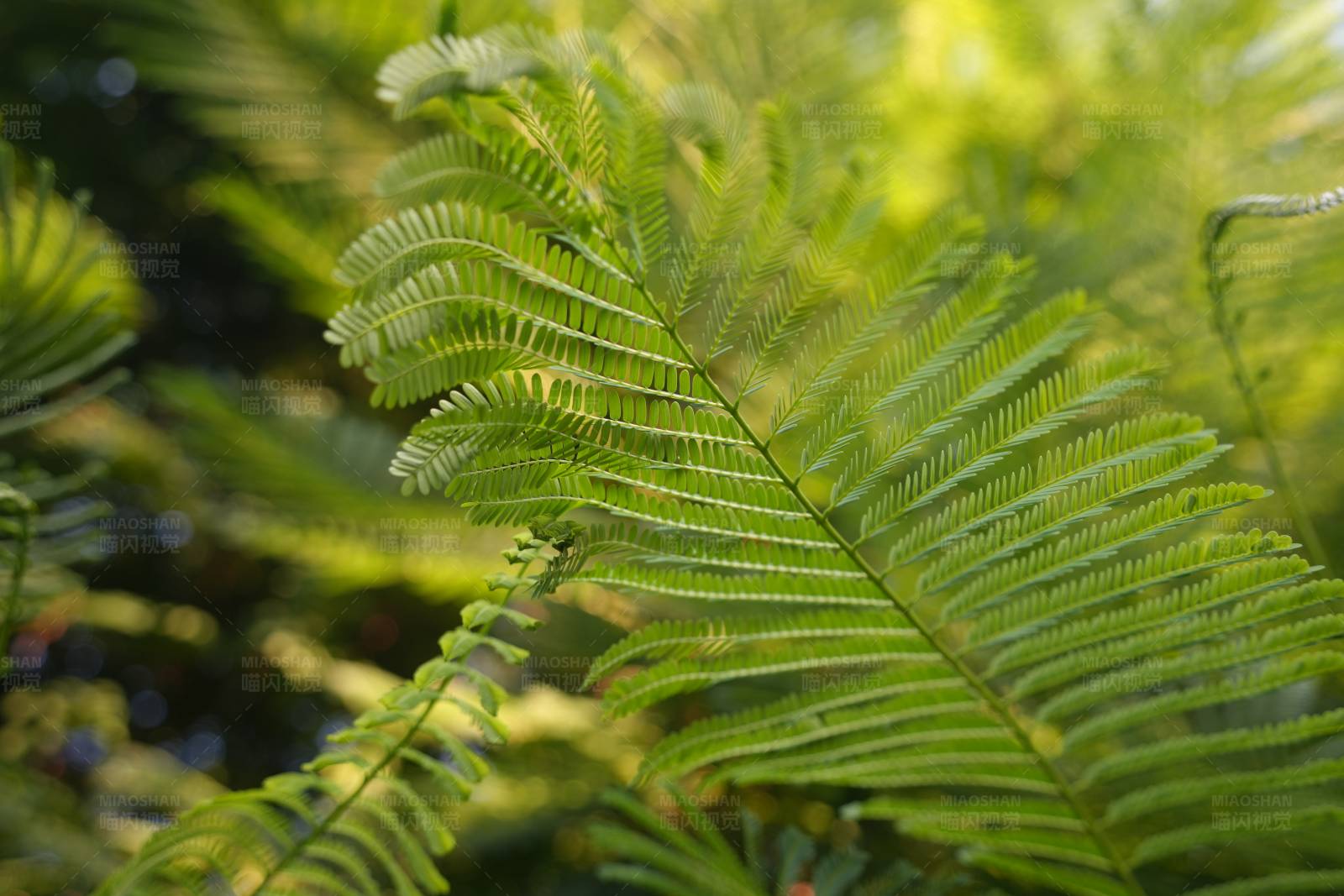 阳光下的蕨类植物图片