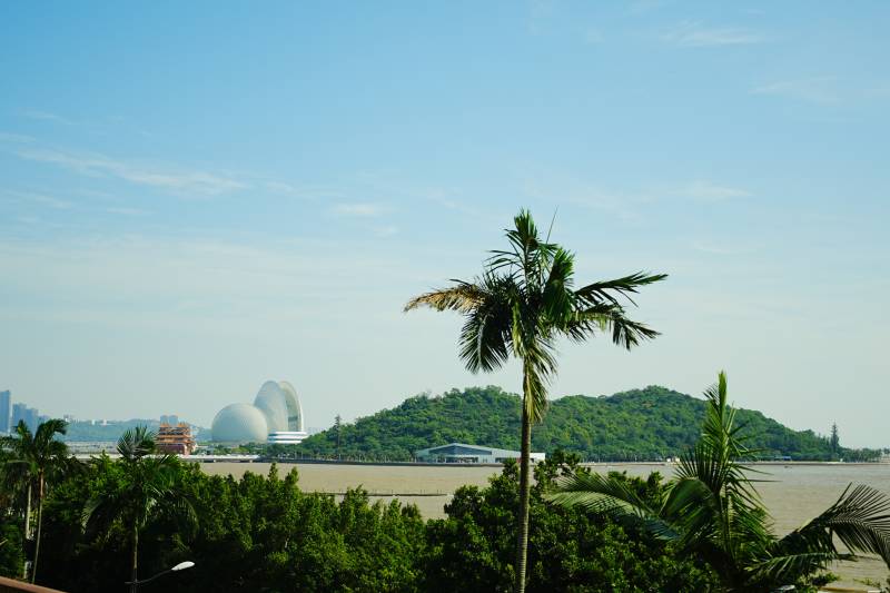 海边的棕榈树与建筑图片