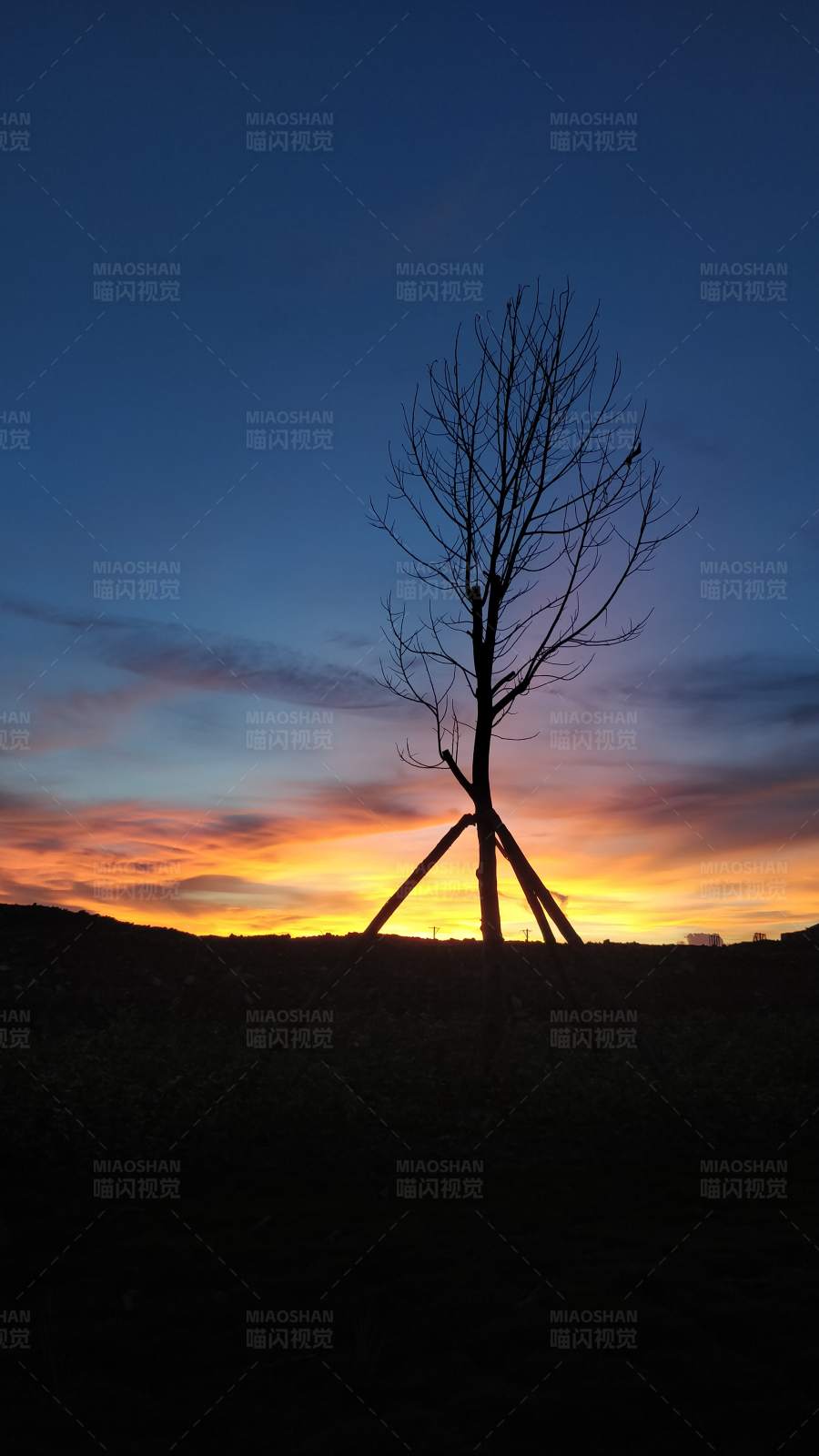夕阳下的树影图片