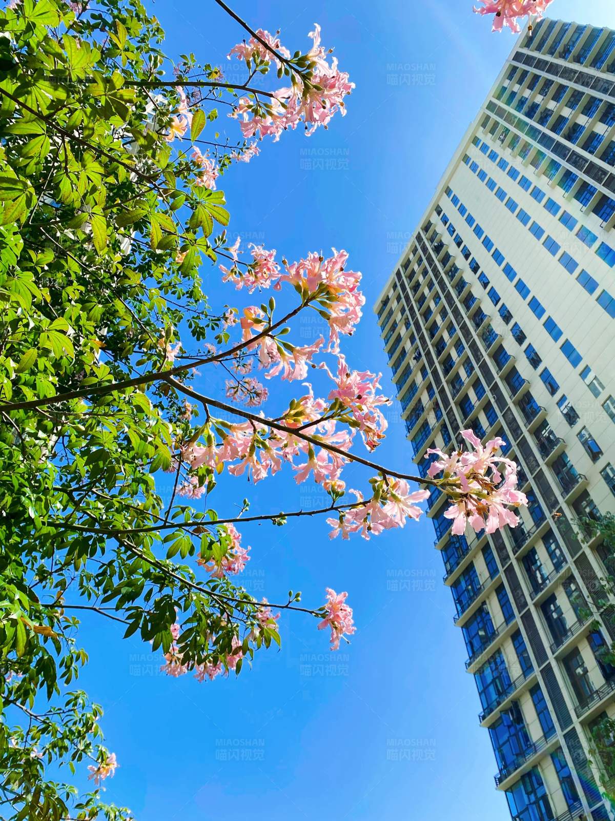 城市春花绽放图片