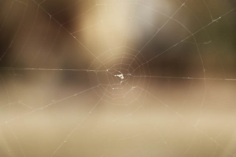 蜘蛛网的清晨图片
