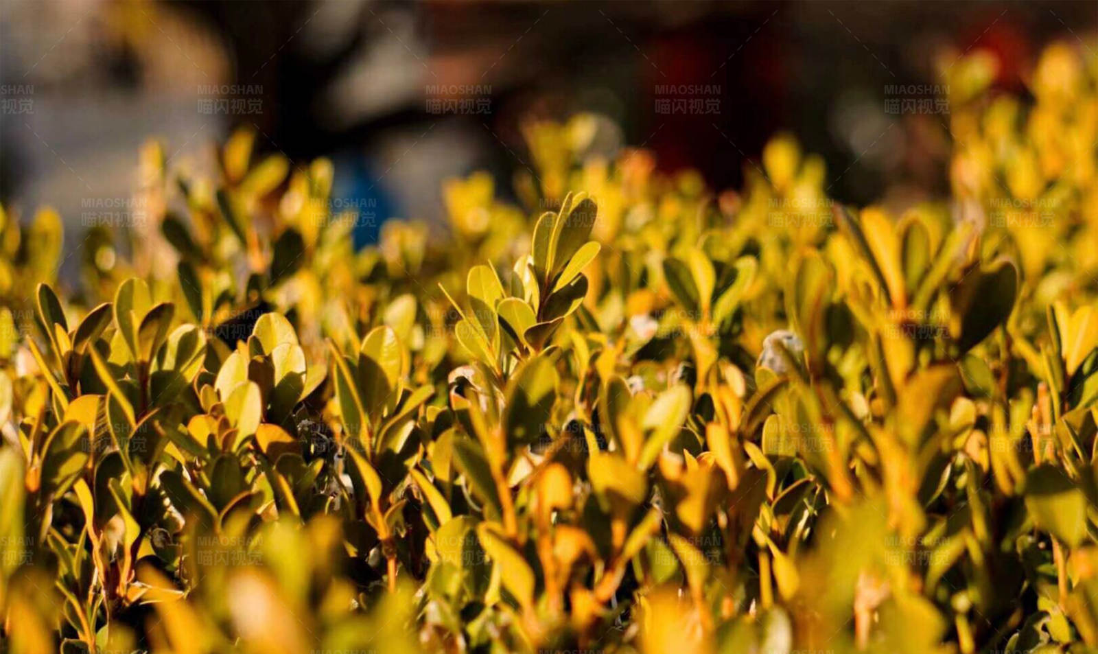 阳光下的绿叶图片