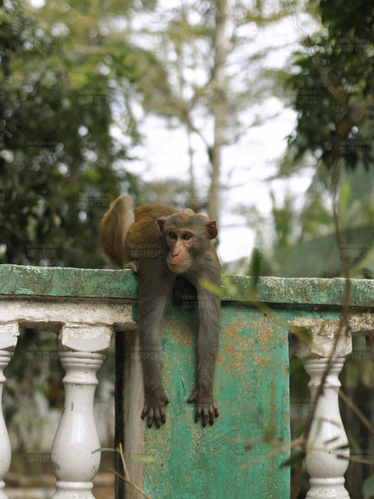 栏杆上的猴子图片