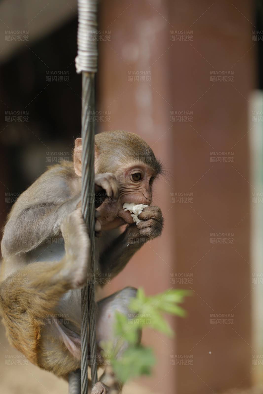 小猴抓杆吃食图片