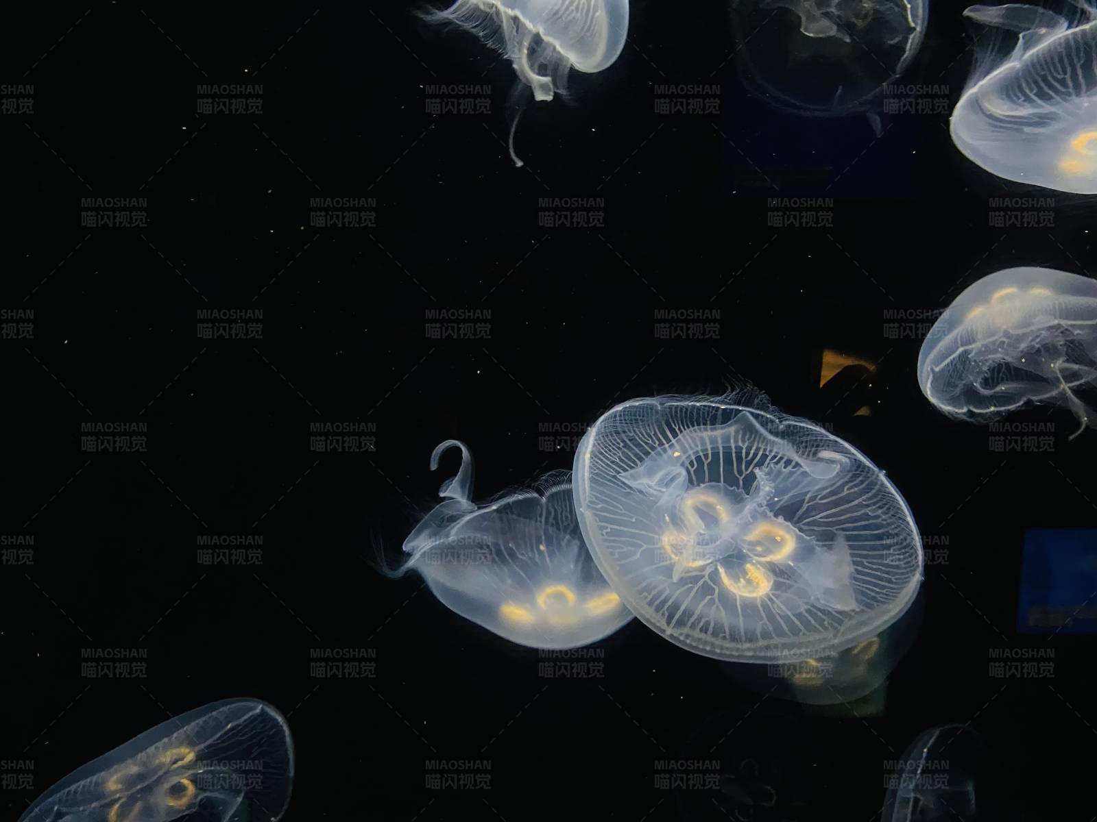 水母夜空舞图片