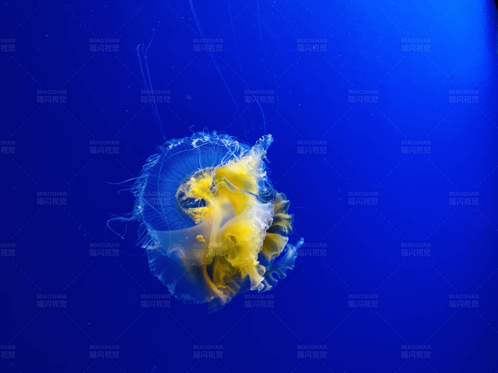 深海中的黄色水母图片