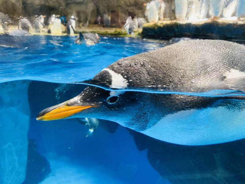 企鹅水中游图片