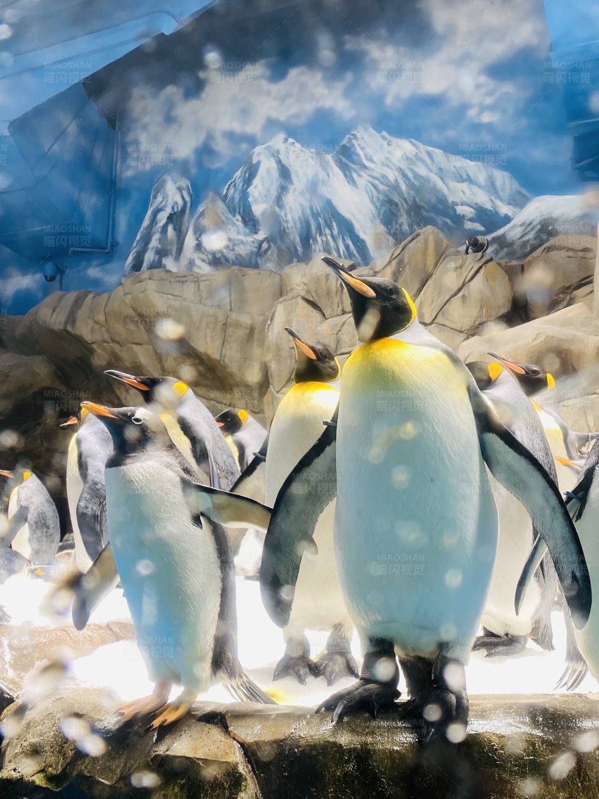 企鹅群的雪山生活图片