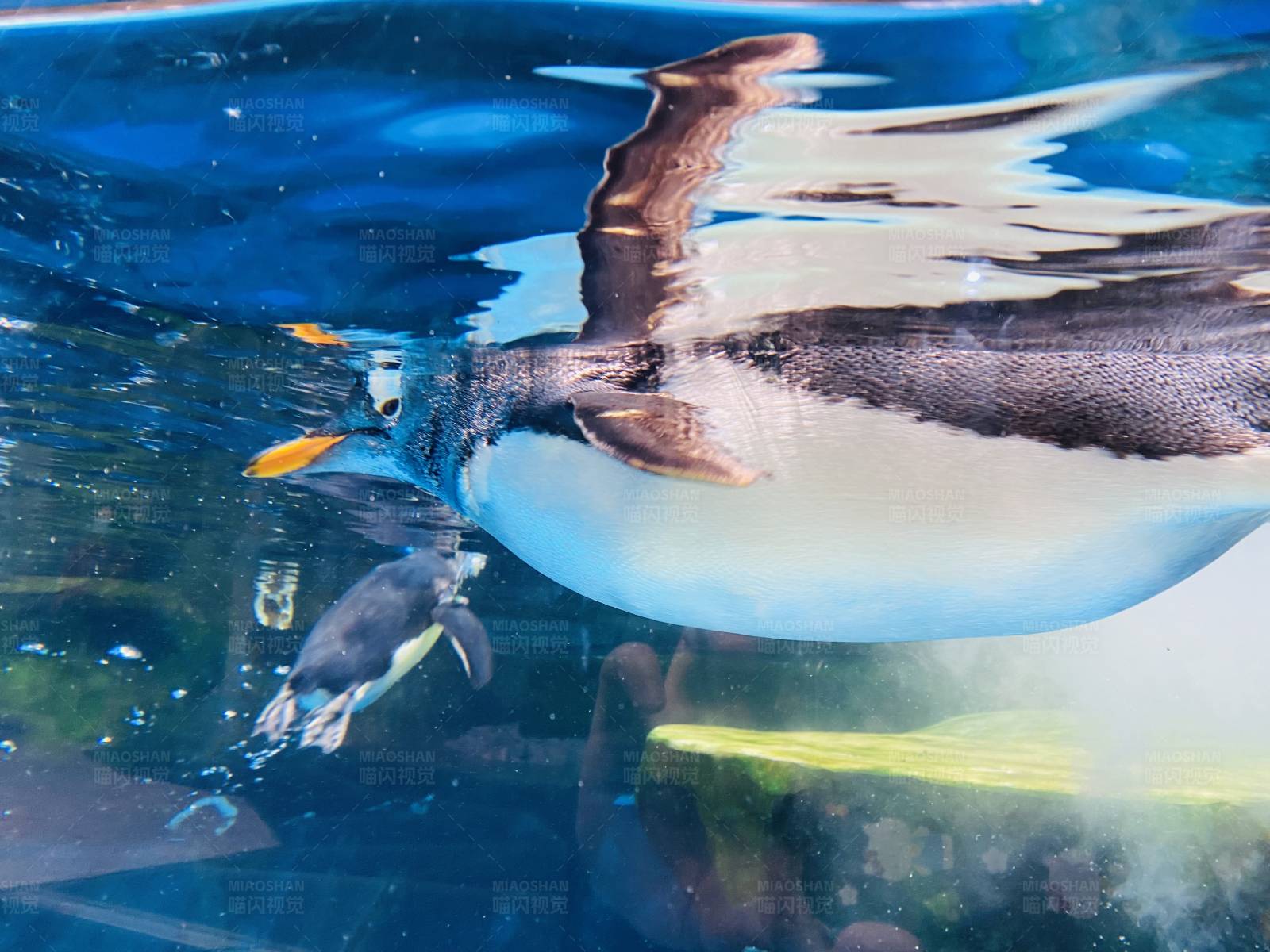 企鹅水下游泳图片