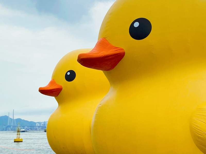 巨型橡皮鸭游香港图片