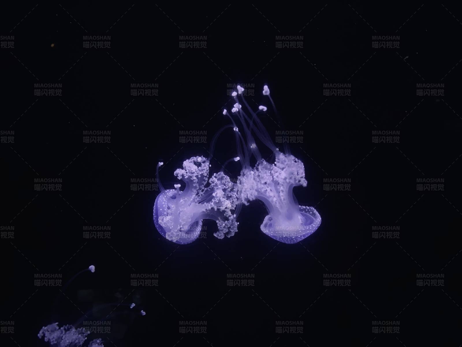 深海中的紫色精灵图片