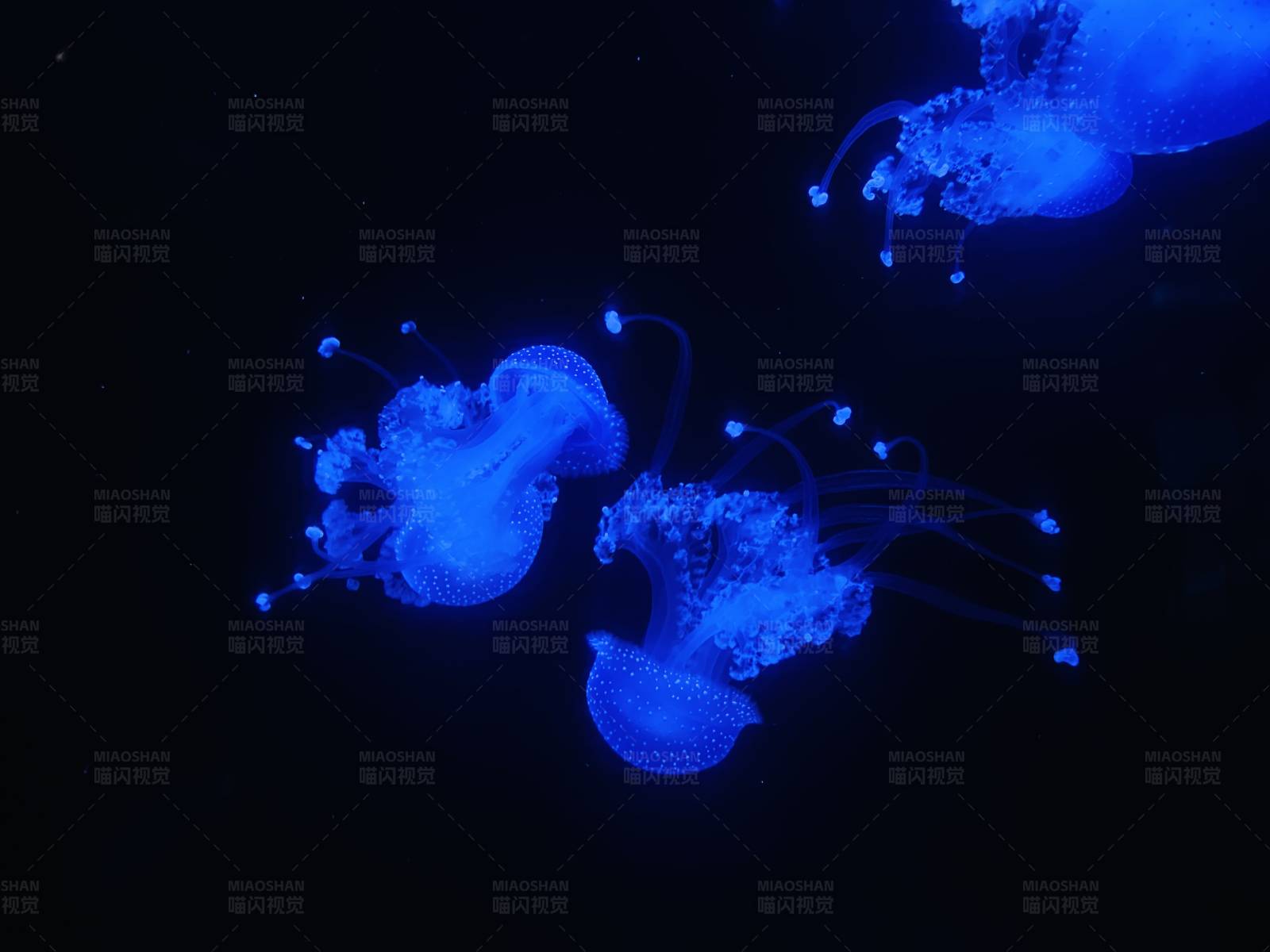 深海中的蓝色发光水母图片