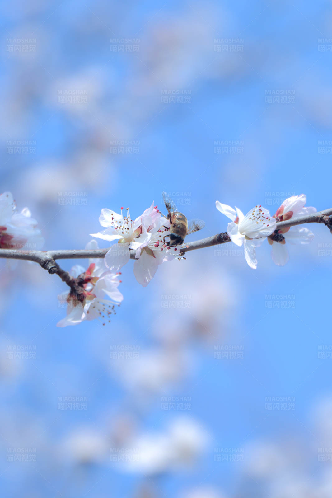 春日花开蜜蜂忙图片