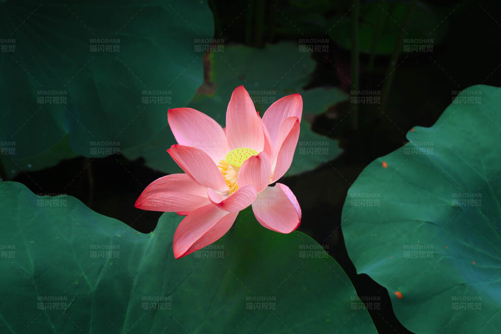 池中独放的莲花图片