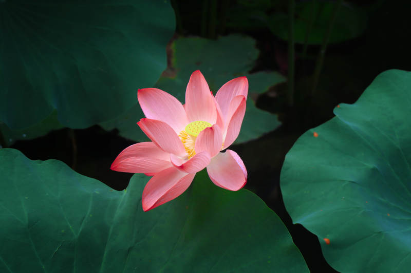 池中独放的莲花图片