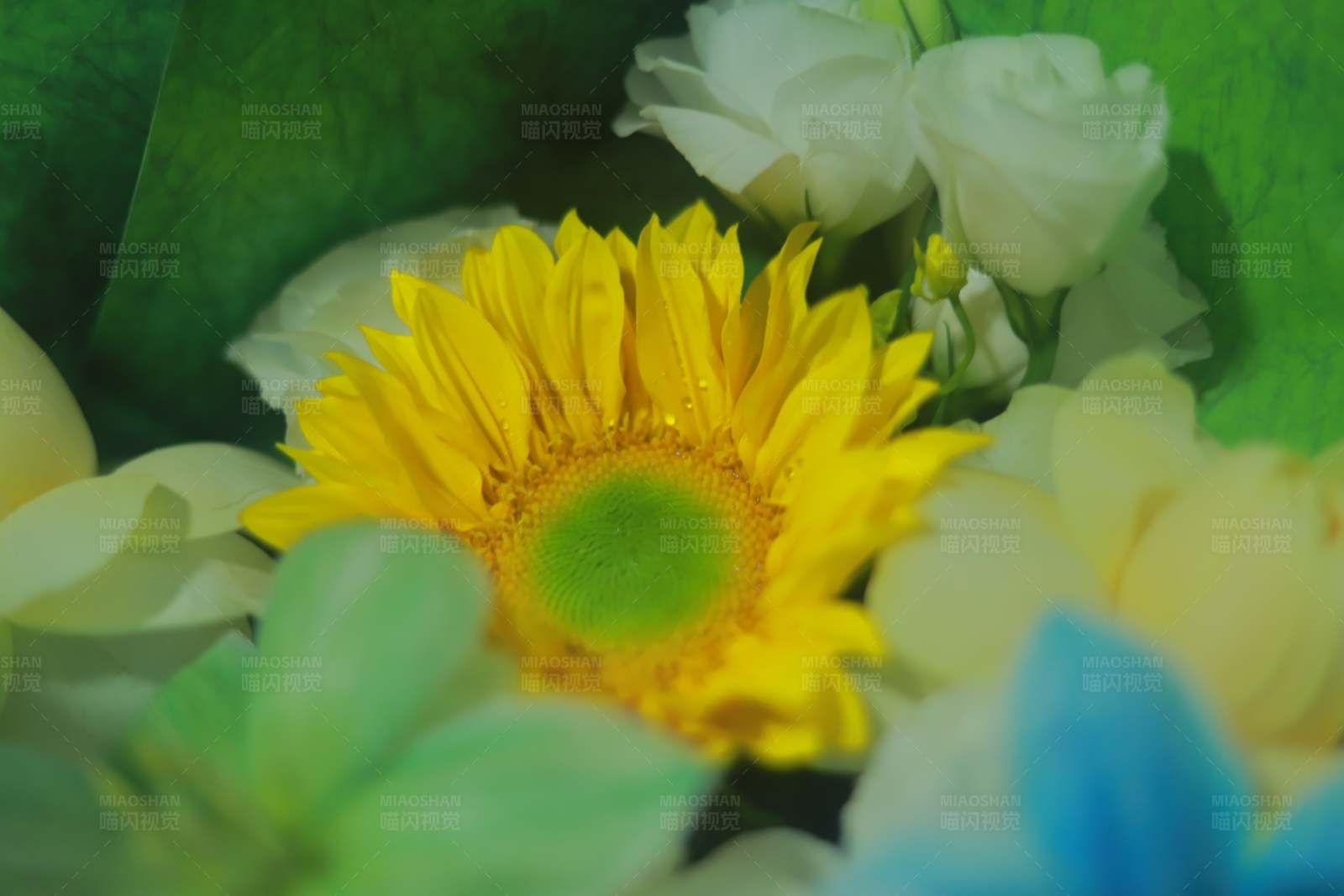 黄色向日葵与白色花朵图片