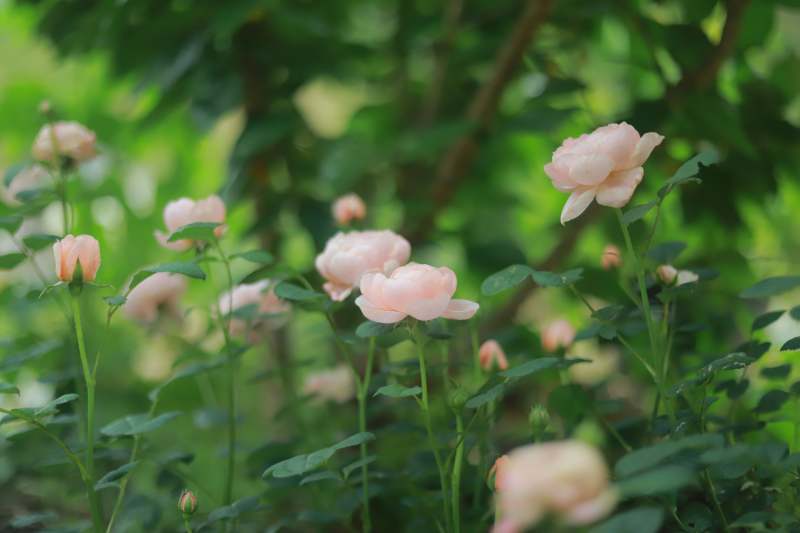 粉色玫瑰花丛图片