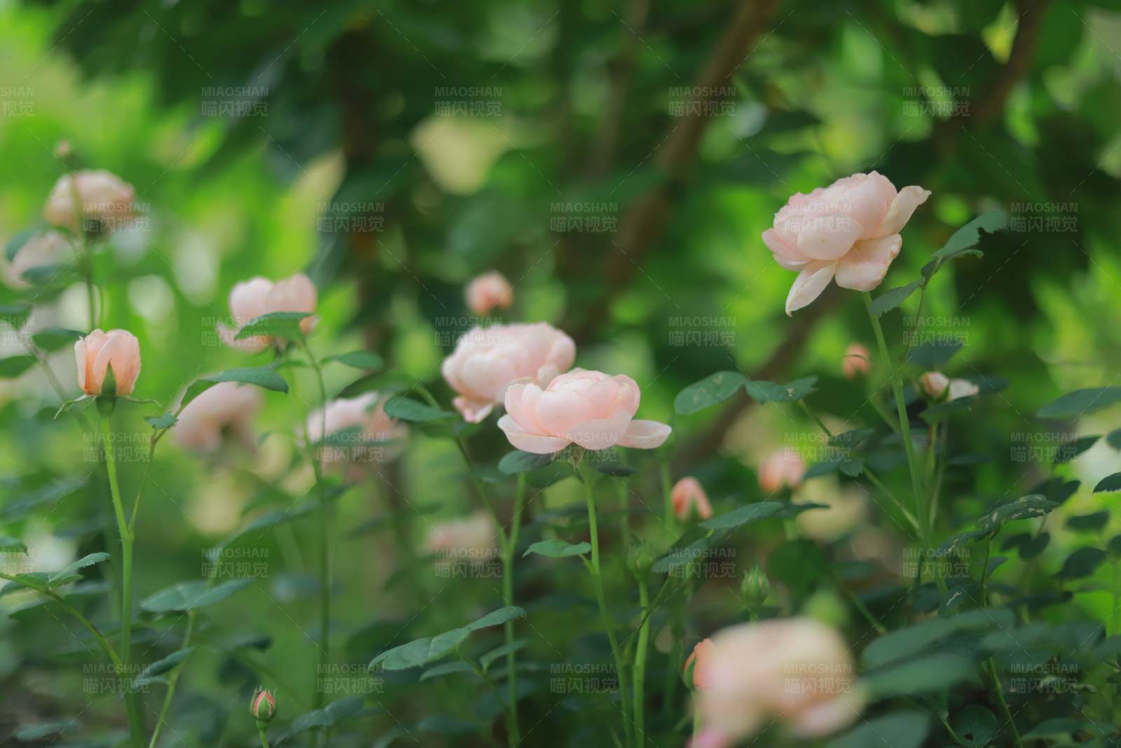 粉色玫瑰花丛图片