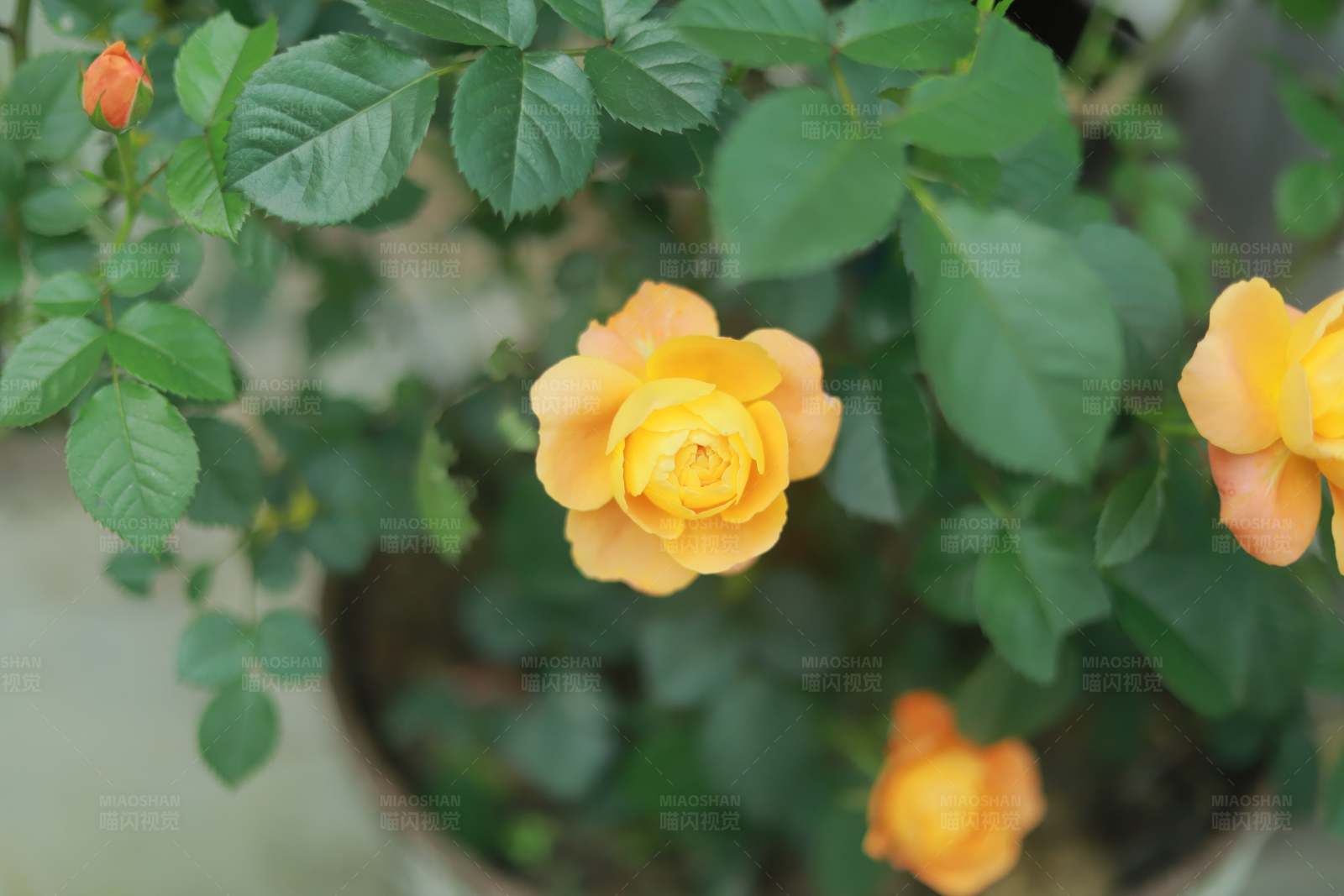 黄玫瑰绽放图片