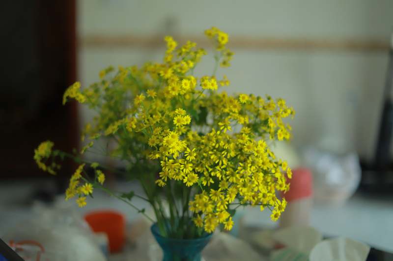 黄色小花静谧绽放图片