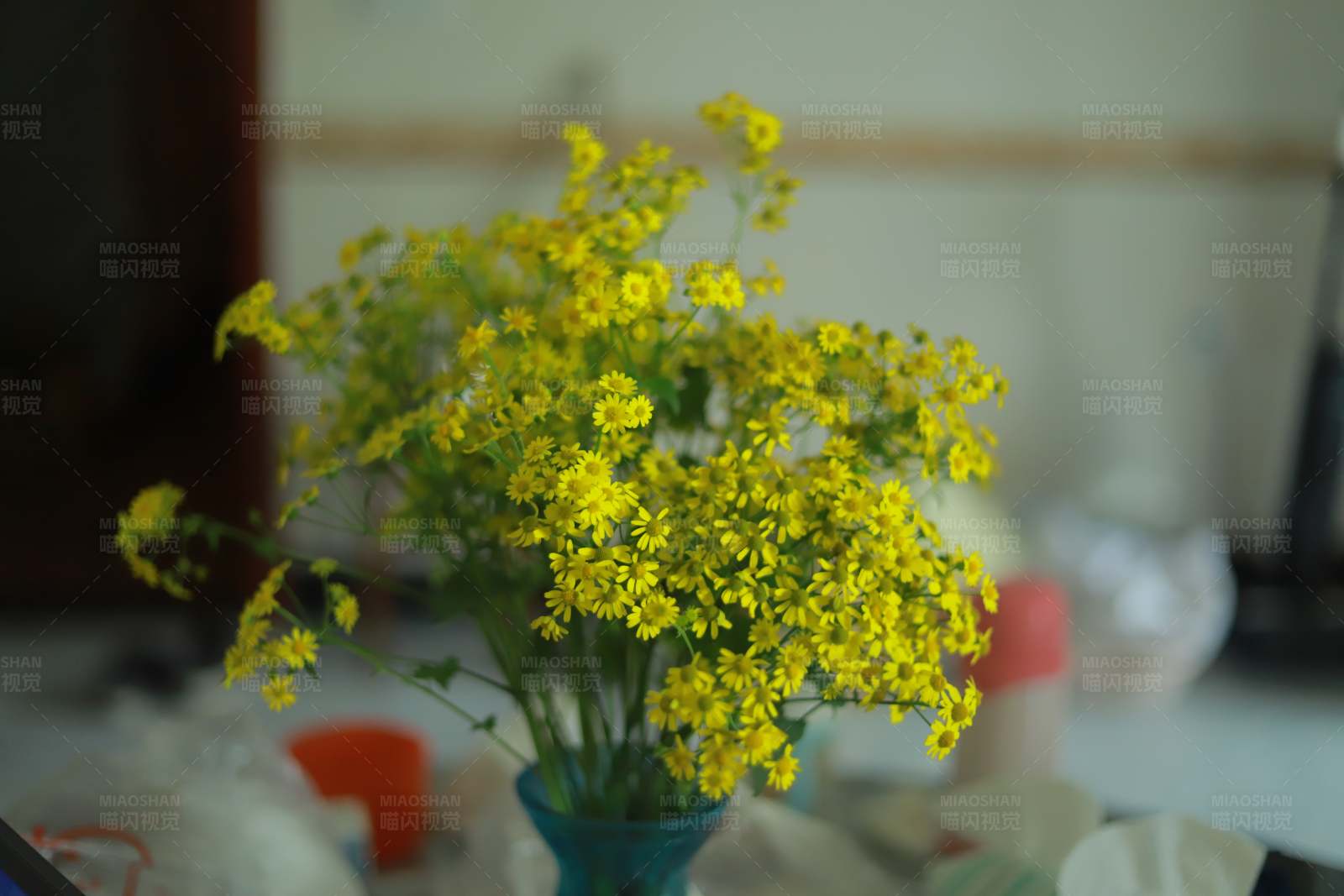 黄色小花静谧绽放图片