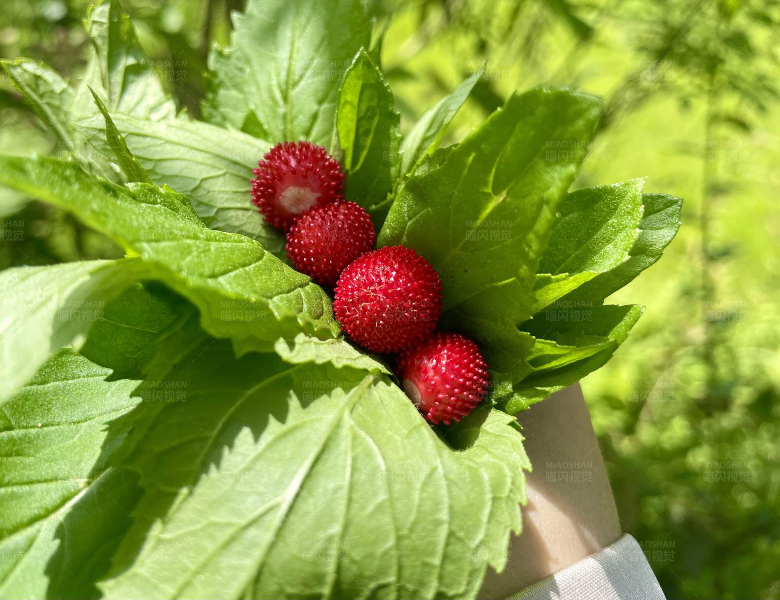 野草莓与绿叶图片