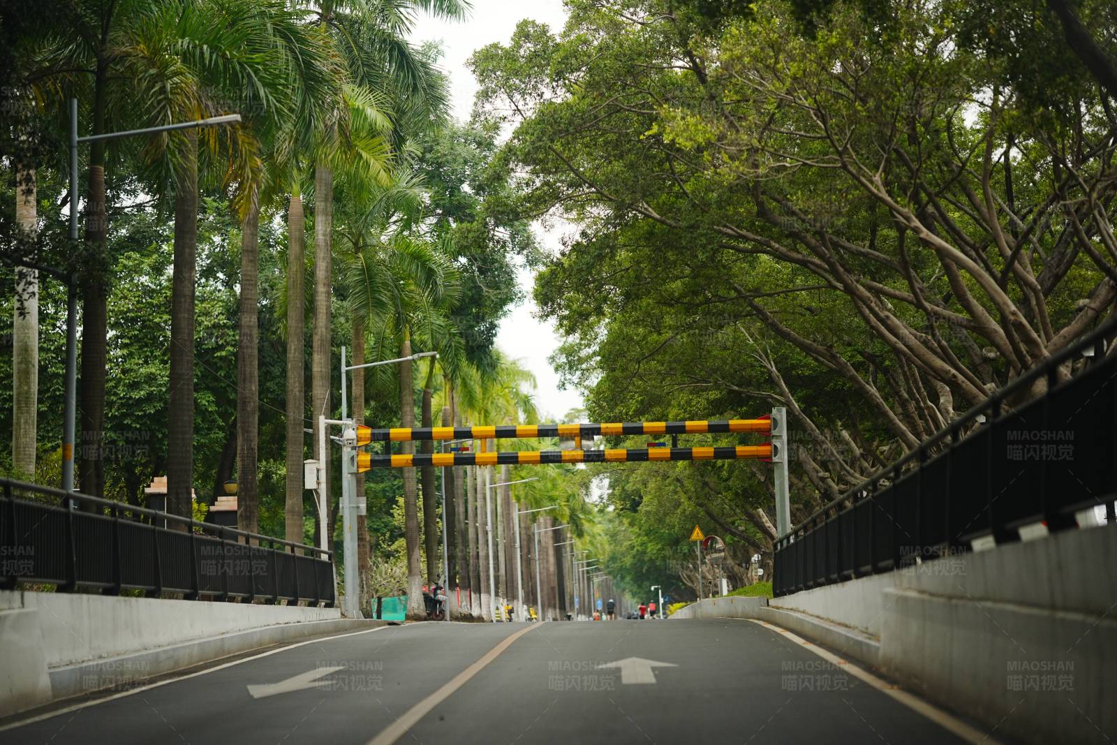绿树成荫的宁静道路图片