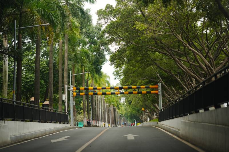 绿树成荫的宁静道路图片