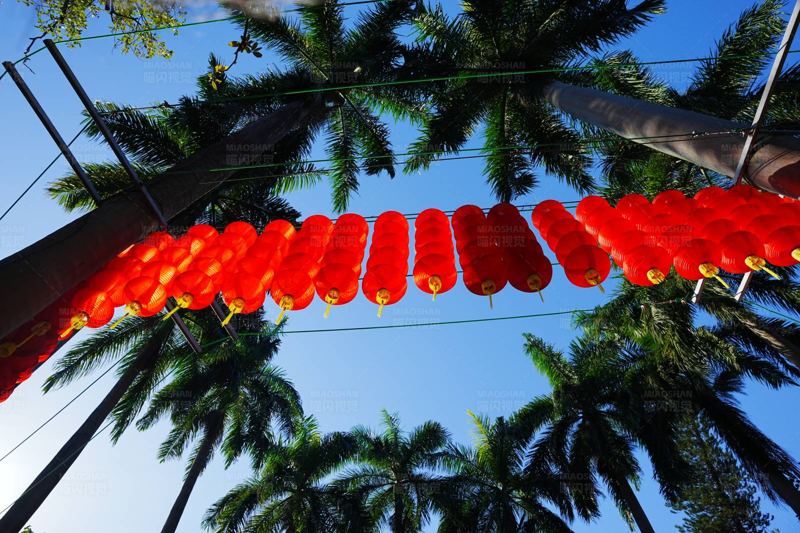 红灯笼与棕榈树图片