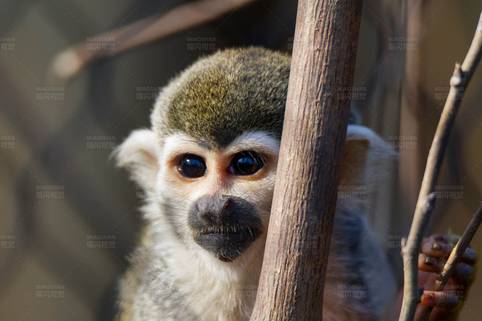 树梢上的小猴子图片
