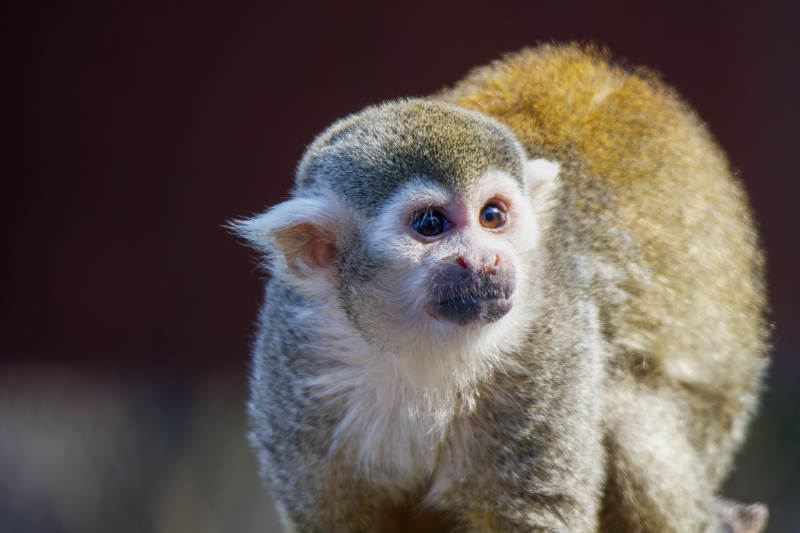松鼠猴的凝视图片