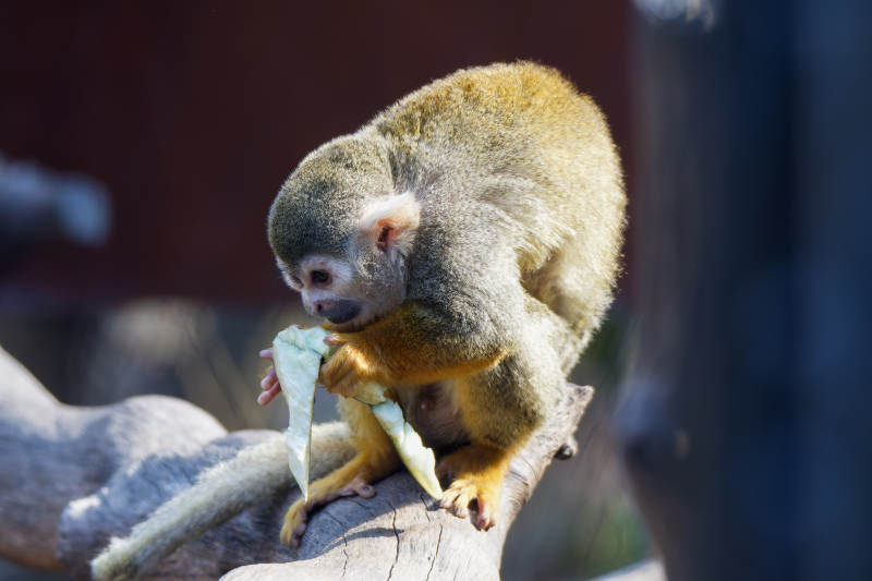 松鼠猴享用美食图片