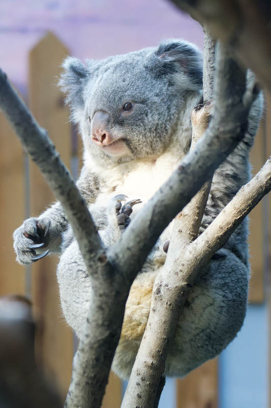 树上的考拉图片