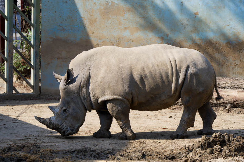 犀牛在阳光下休息图片