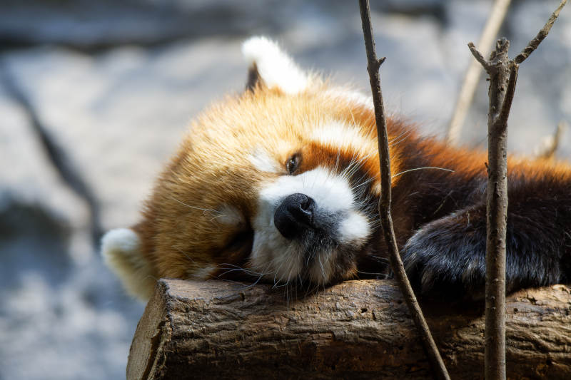 红熊猫的悠闲时光图片