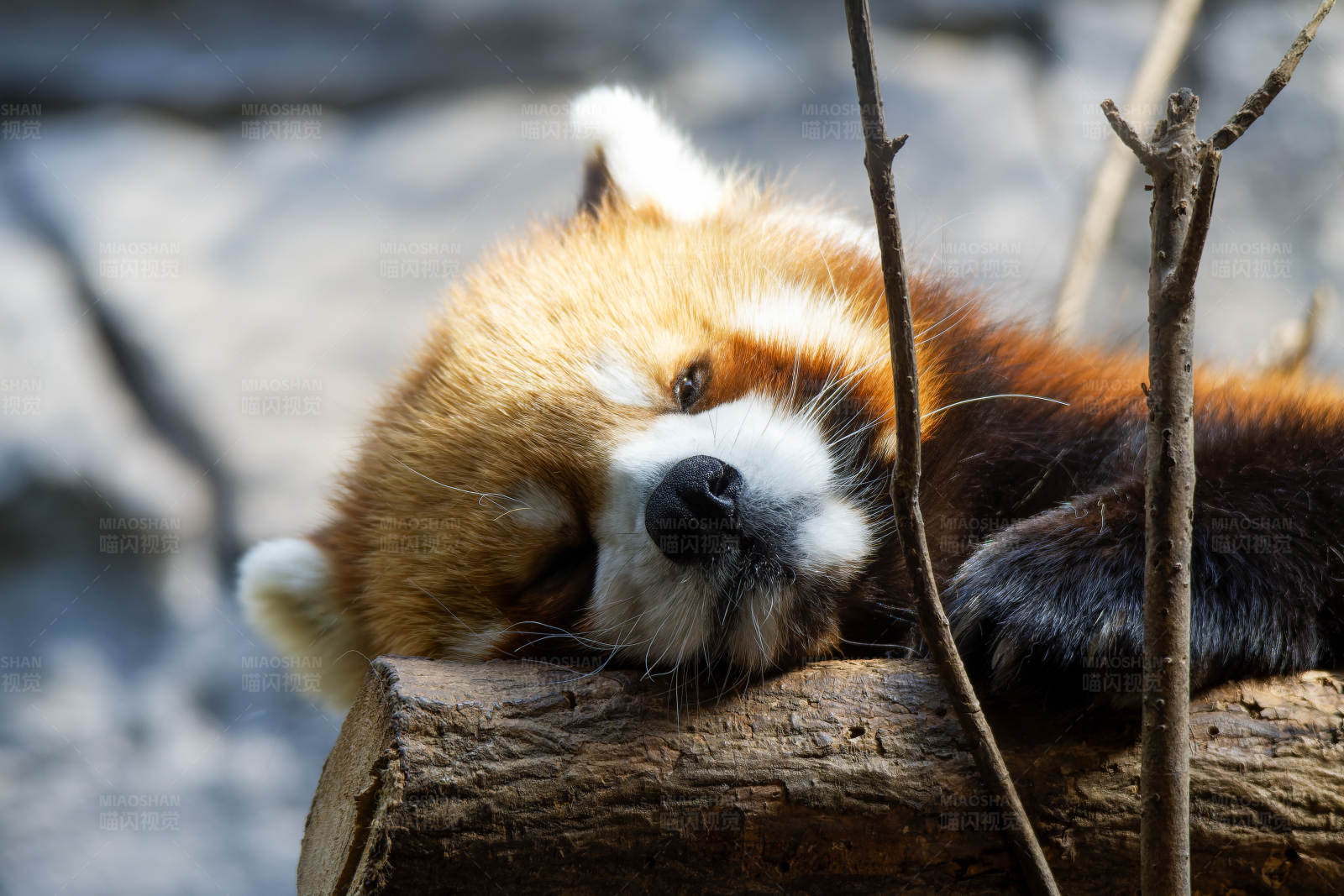 红熊猫的悠闲时光图片