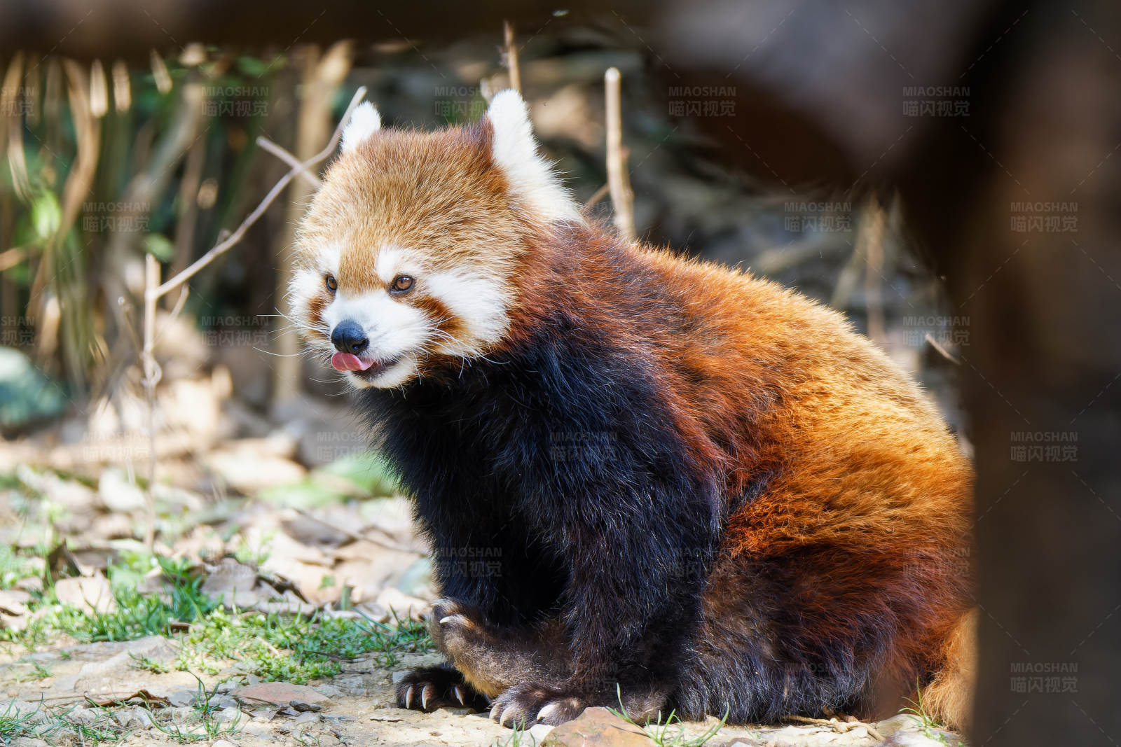 小熊猫的森林生活图片