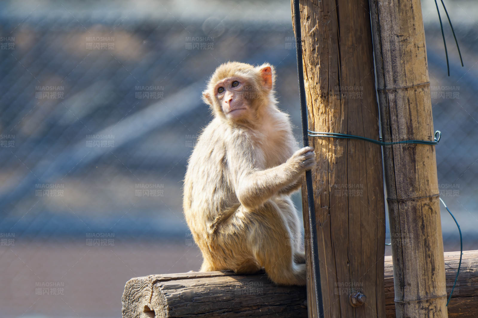 金丝猴静坐竹旁图片