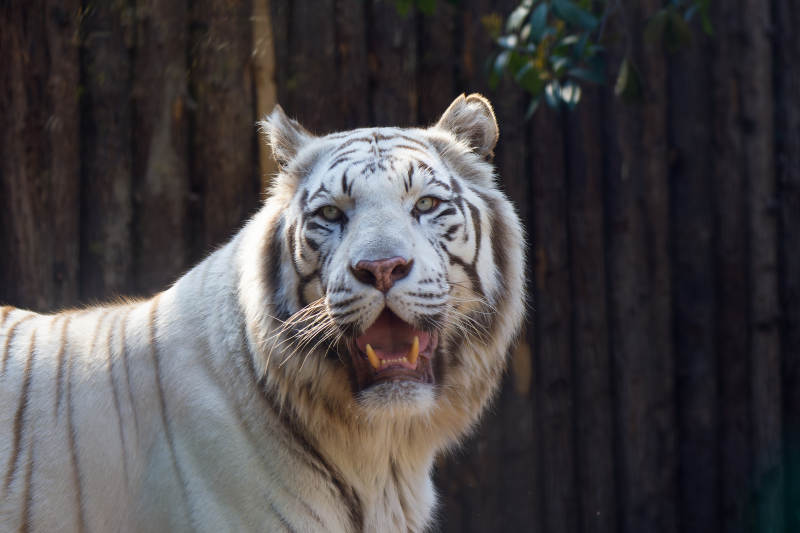 白虎怒吼图片
