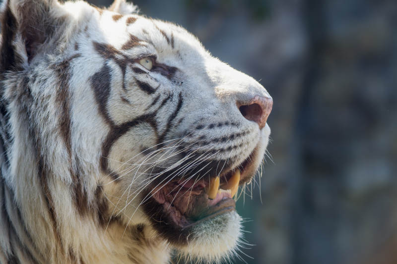 白虎侧脸特写图片