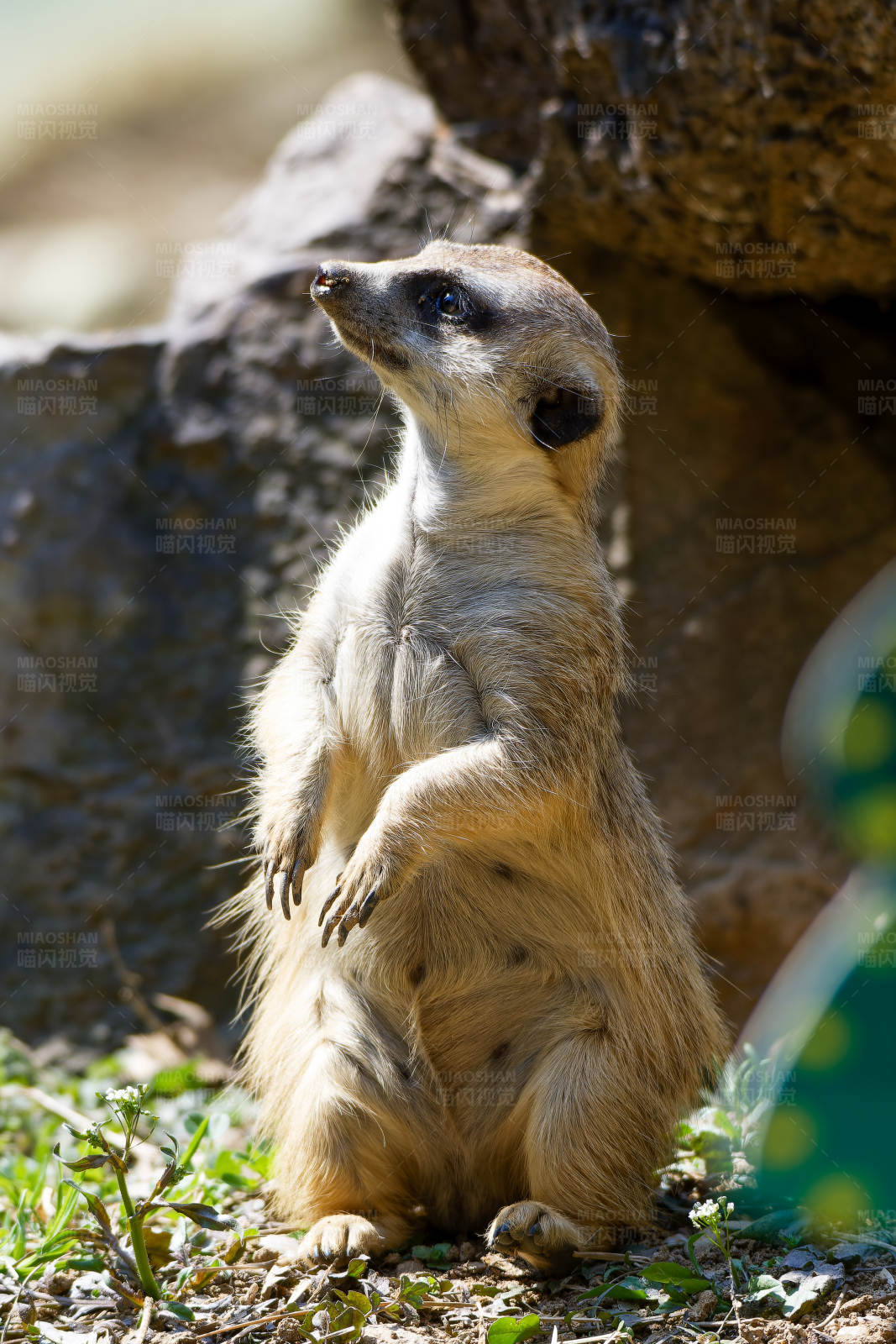 警觉的猫鼬站立观察图片